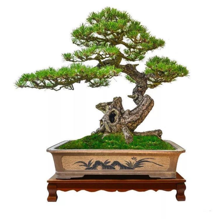 小辰盆景园