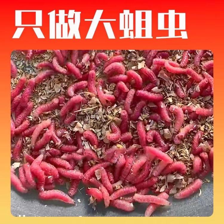 钓鱼活铒