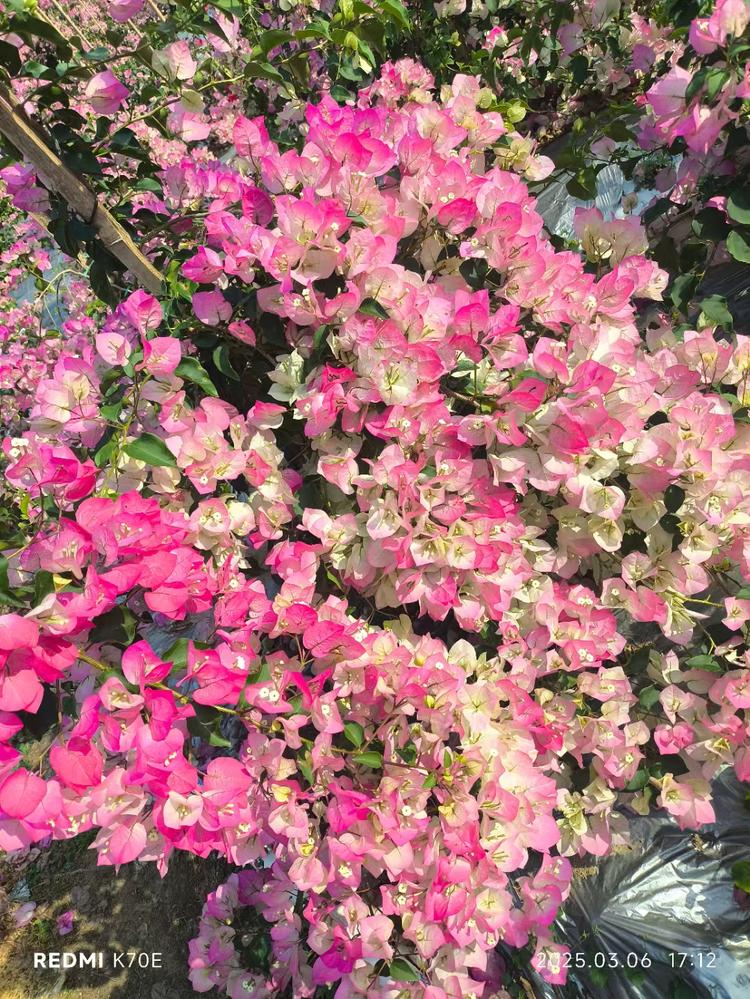 花满楼三角梅