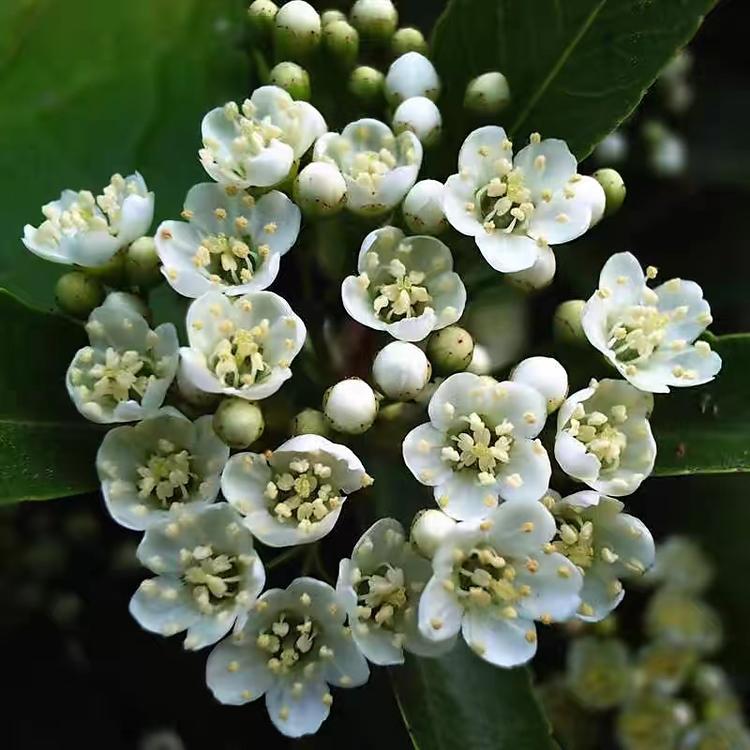 惊鸿供应链个体店