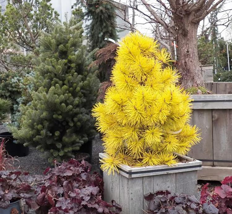 植物色彩实验室