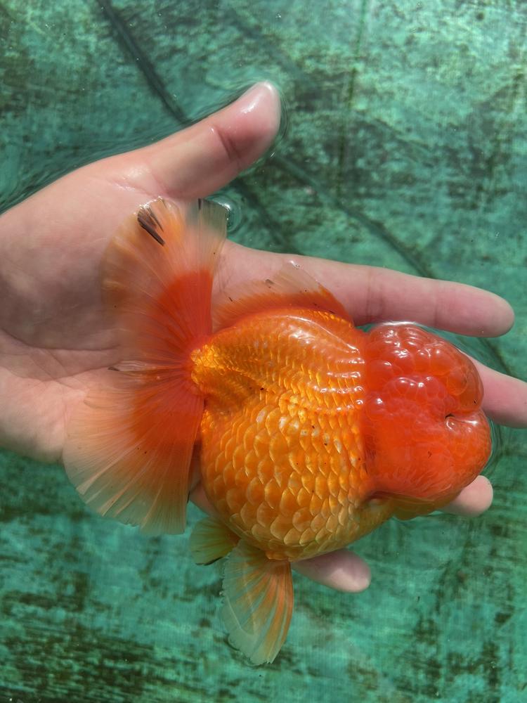 沈阳木子金鱼