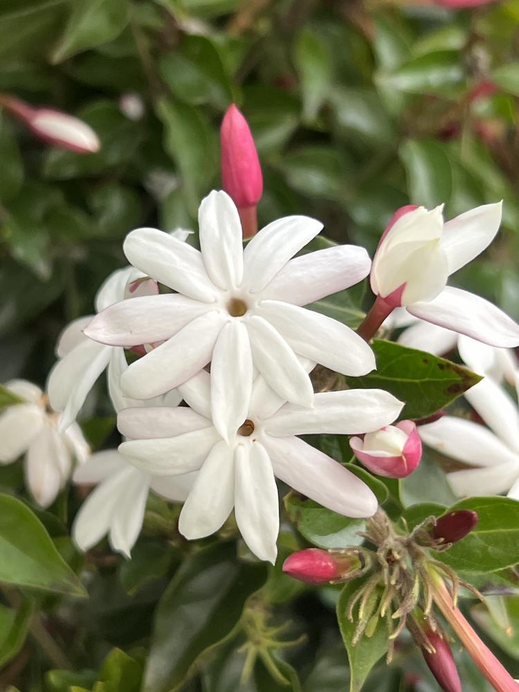 小芝茉莉花园艺