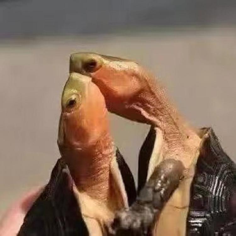 顺德萍姐观赏龟养殖