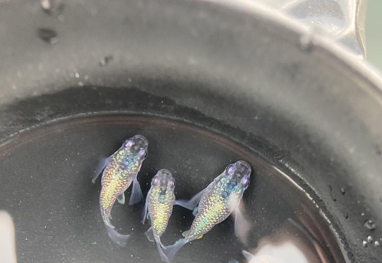 球鳉