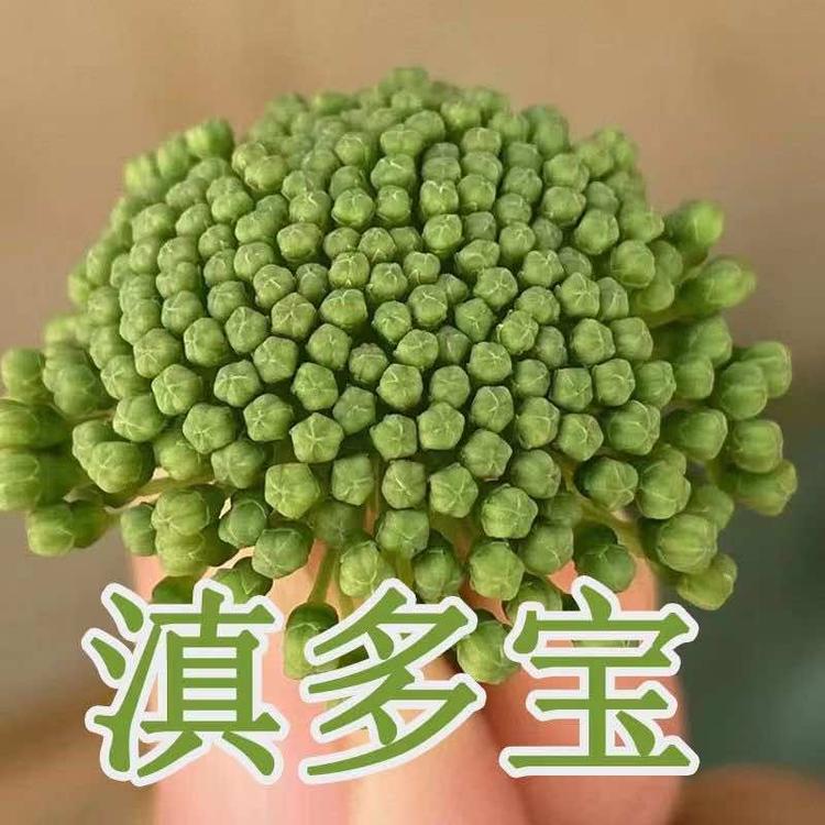 滇多宝三七滋补行