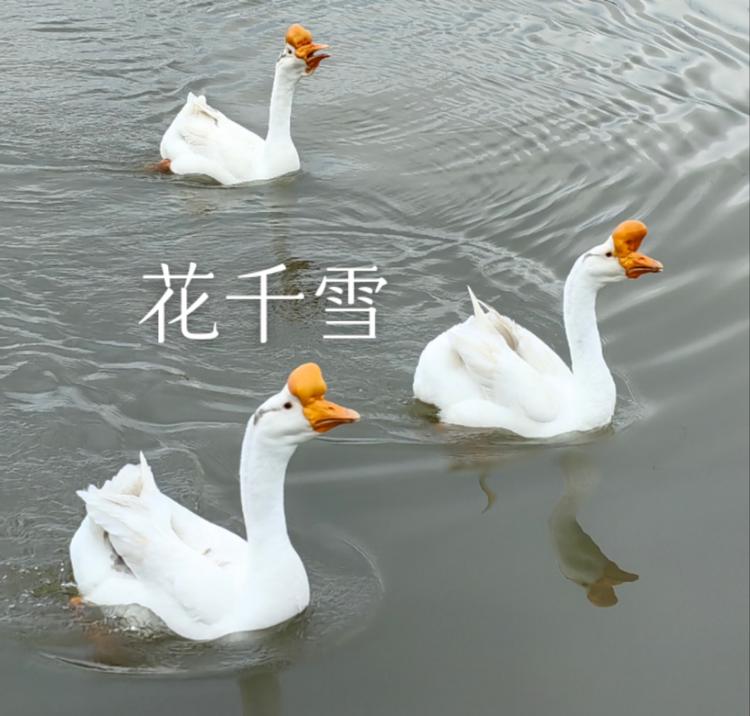 霍邱花千雪土味年货
