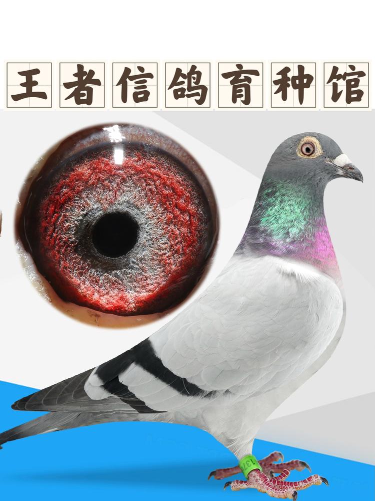 王者信鸽育种馆