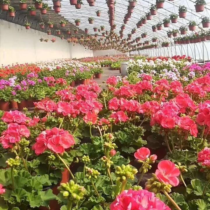 花卉小常识专业天竺葵