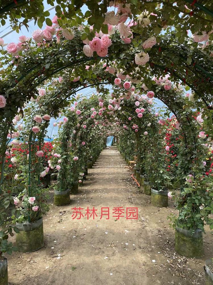 沭阳县庙头镇航佳种子经营部