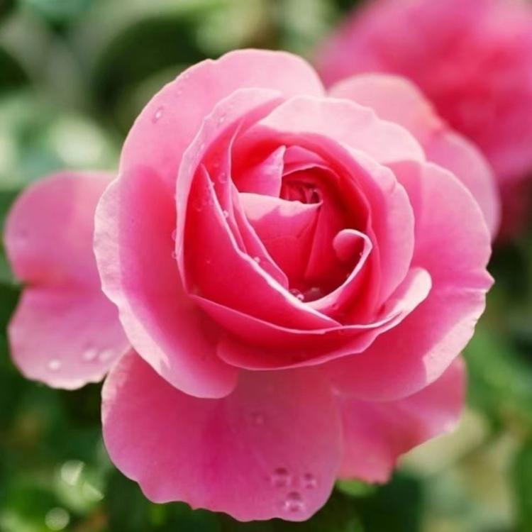 梅姐园艺个体店