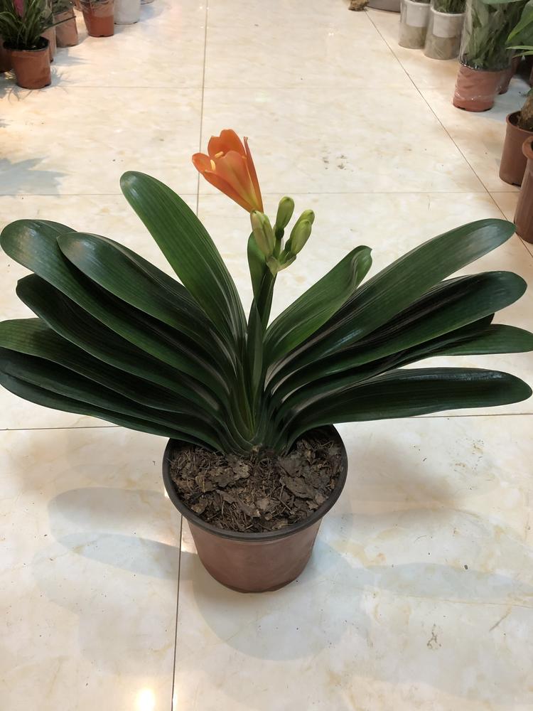 无锡市滨湖区胡埭镇鸿岚园艺场