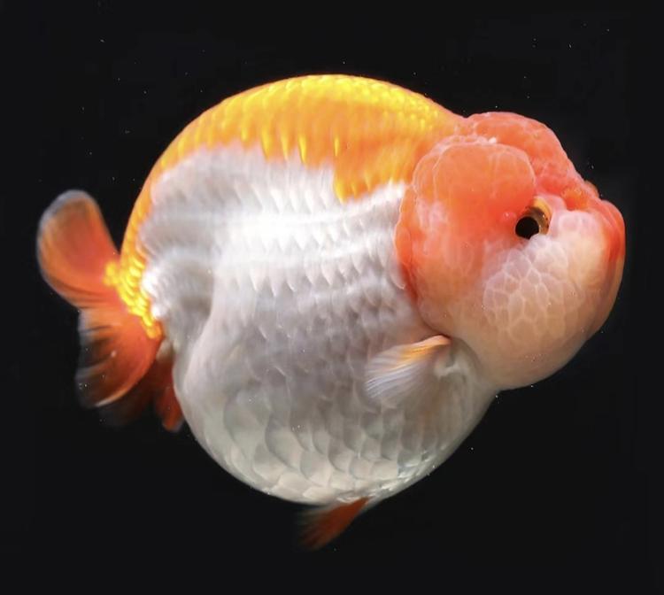 老赵金鱼养殖场