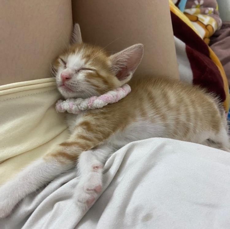 喵咪愿众生平安喜乐