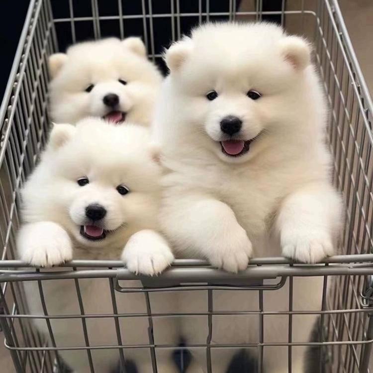 婷婷妹宠物优品