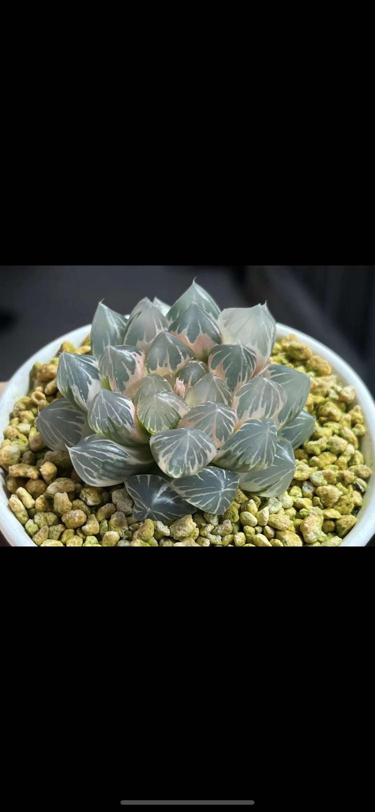 毛毛家多肉植物