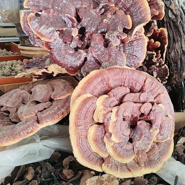 缅缅大炮
