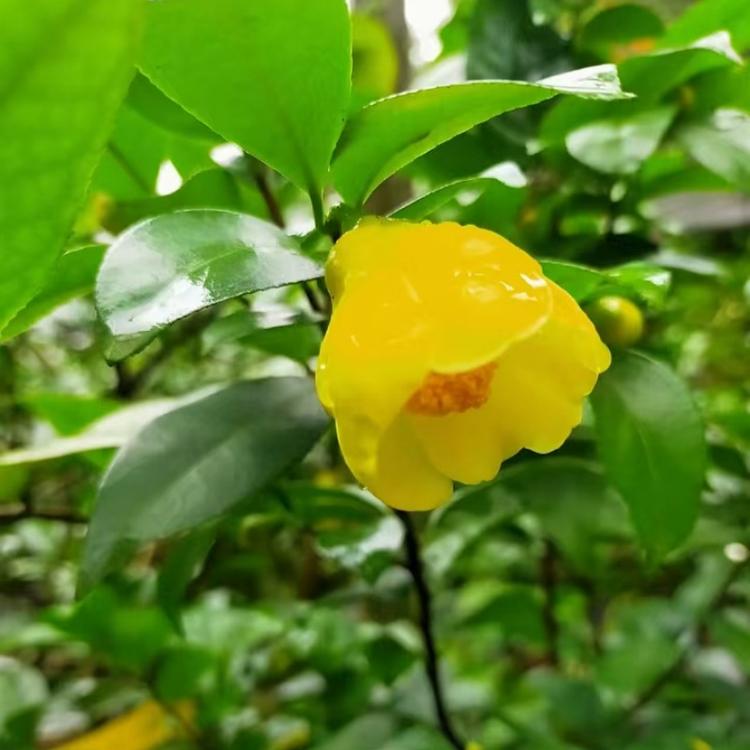 嘉苗园艺金花茶花卉经营部