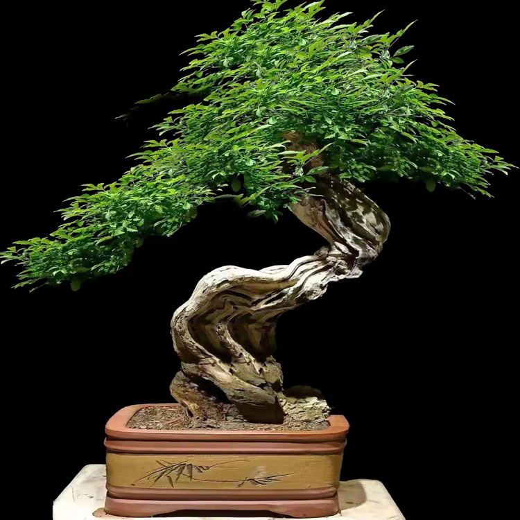 庭院黄荆盆景