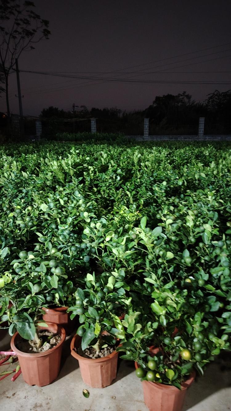 达达绿植盆栽基地
