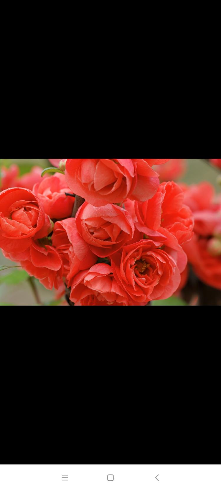 珍欣花卉园艺场