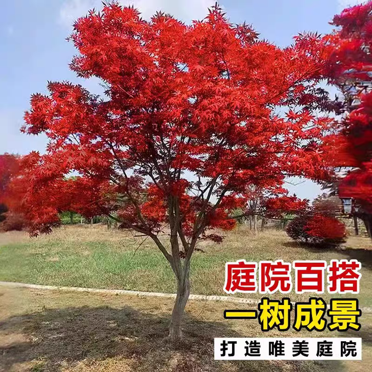 骏诚园林汇