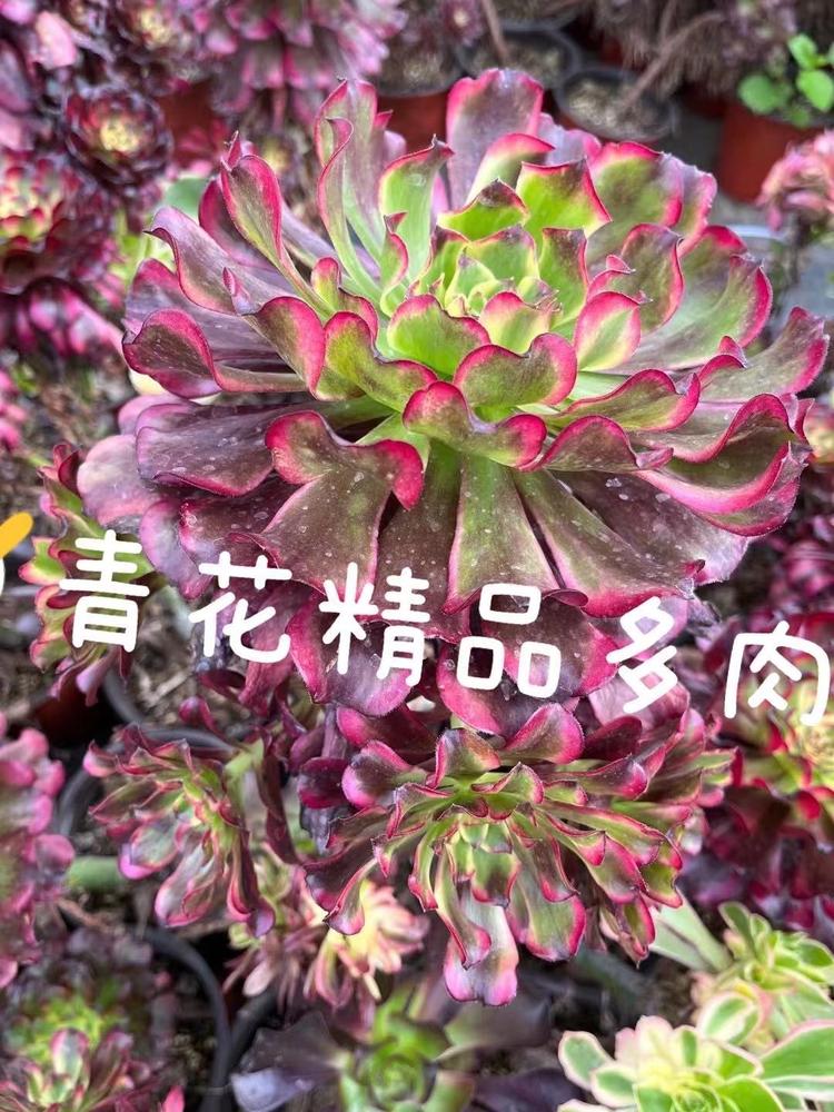 青花精品多肉法师锦
