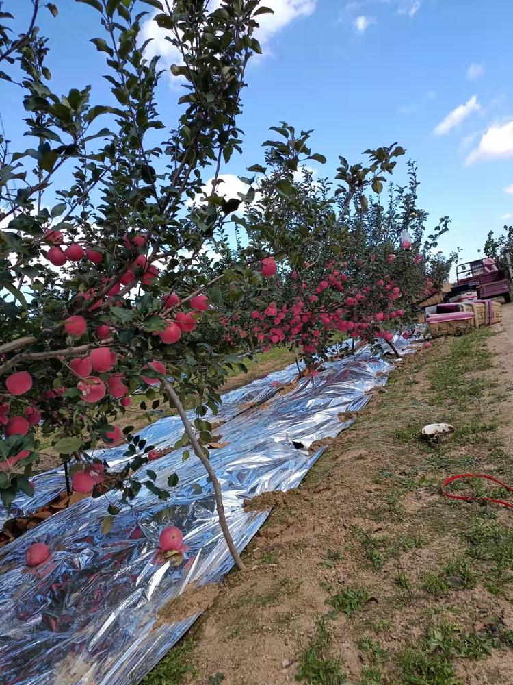 蓬莱宋小朋北方果蔬技术开发有限公司的小店