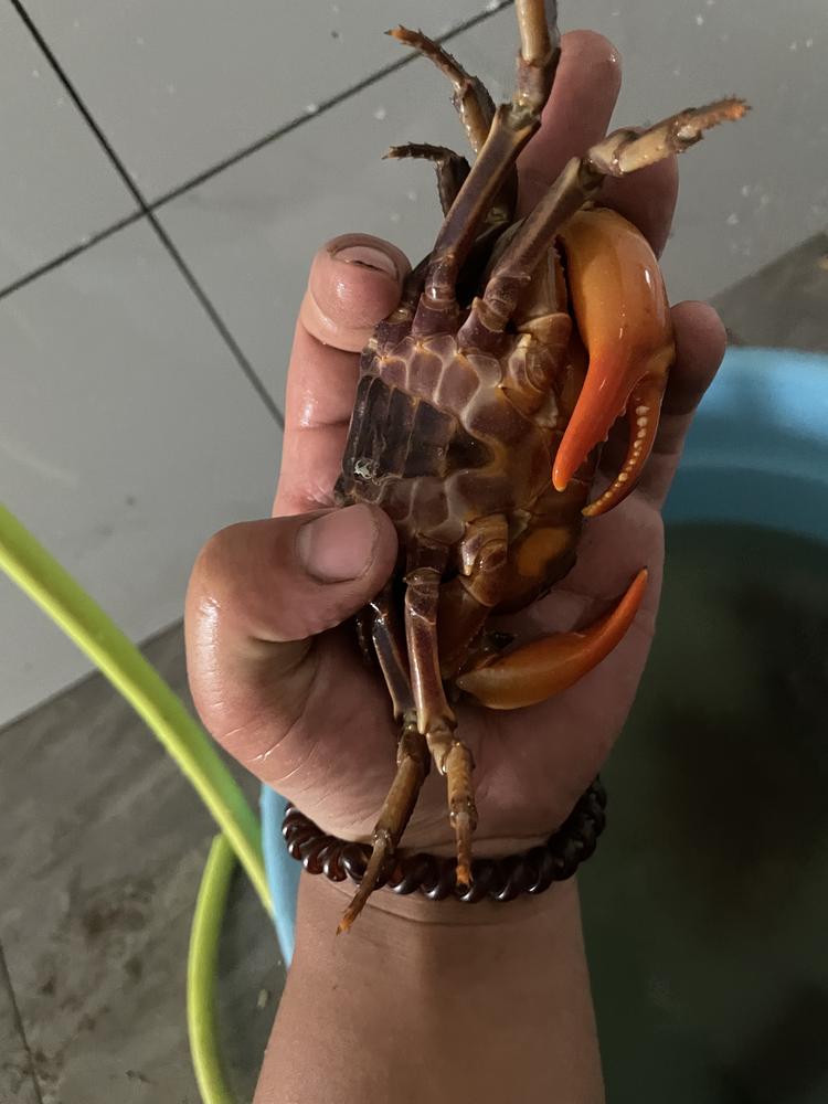 锯齿华溪蟹