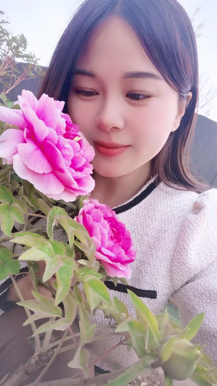 菏泽小慧牡丹花种植