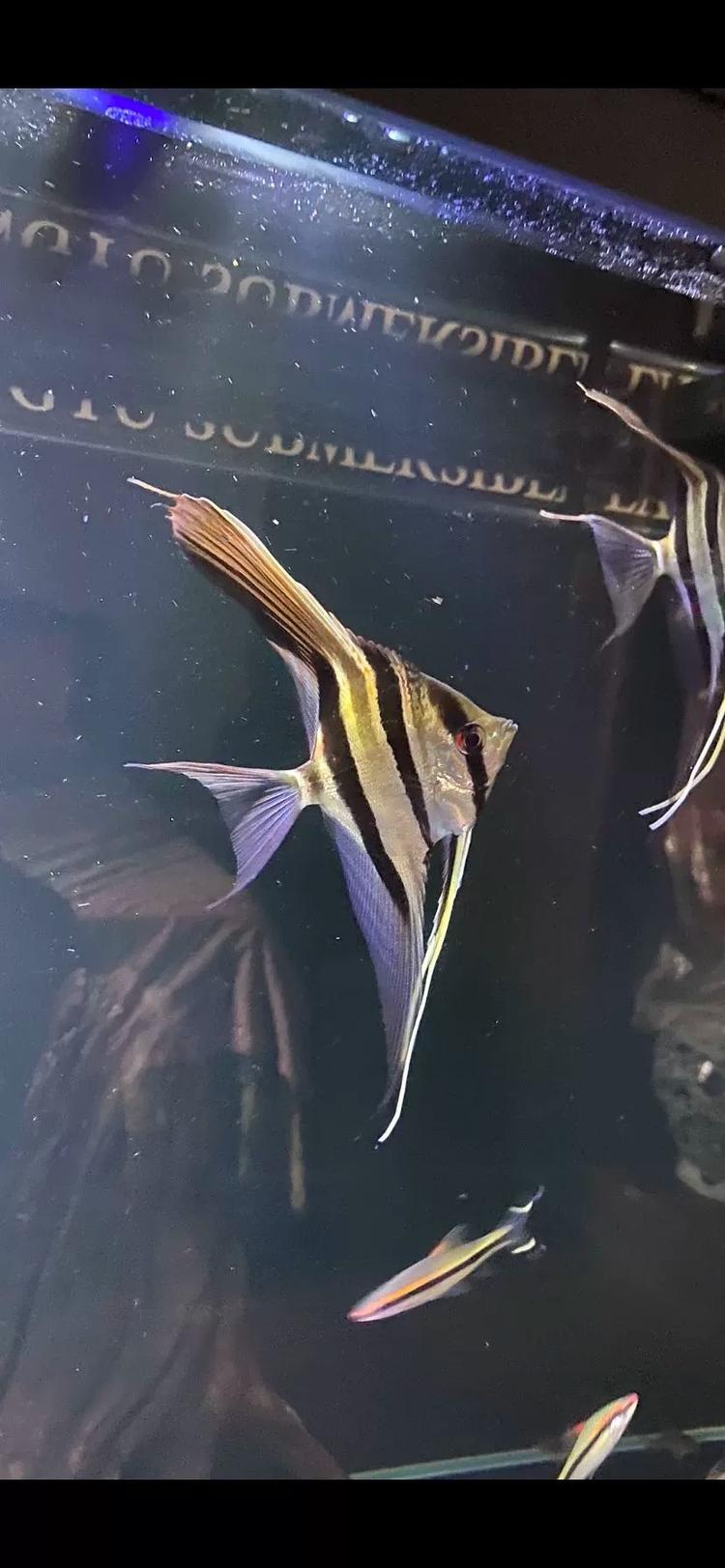 911南美水族器材
