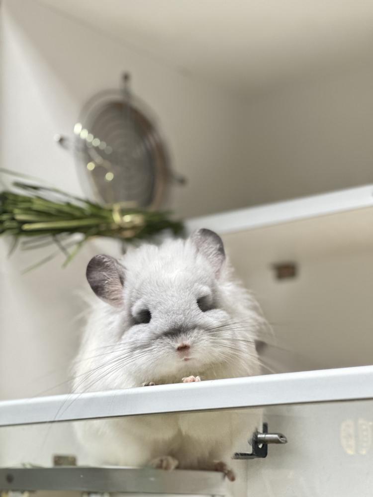温州市酥酥龙猫宠物用品