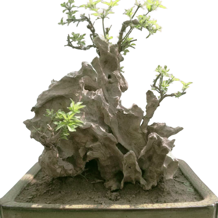 虹伟黄荆盆景