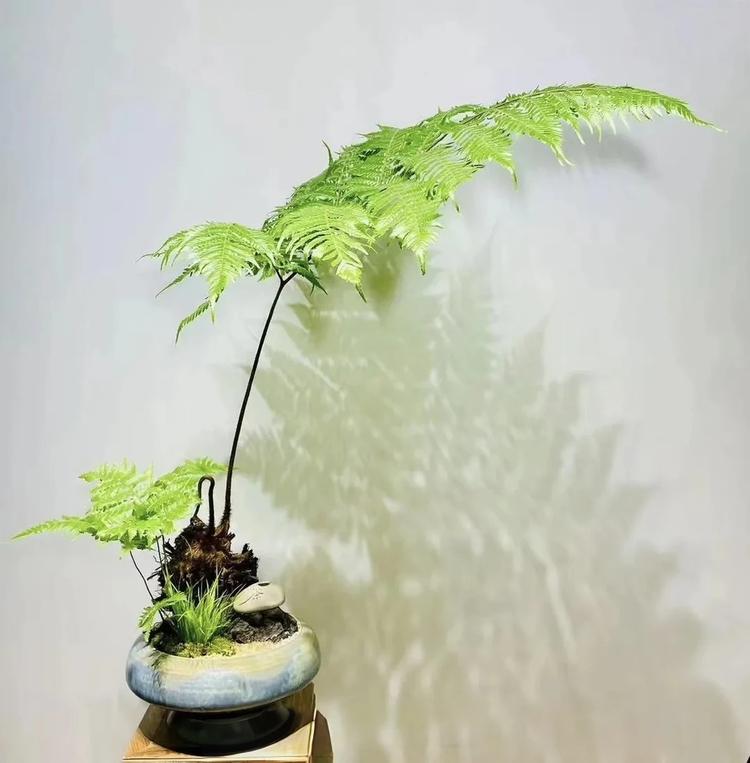 蕨定今生