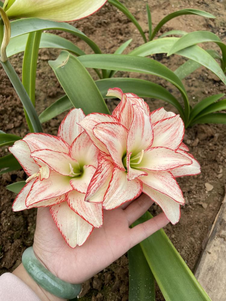 依楼听雨花甜