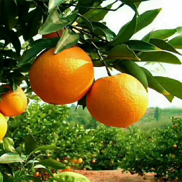 新宁县勇哥农副产品经营部