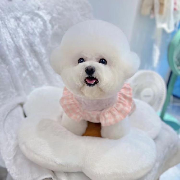 有狗有猫宠物批发正规犬舍猫舍