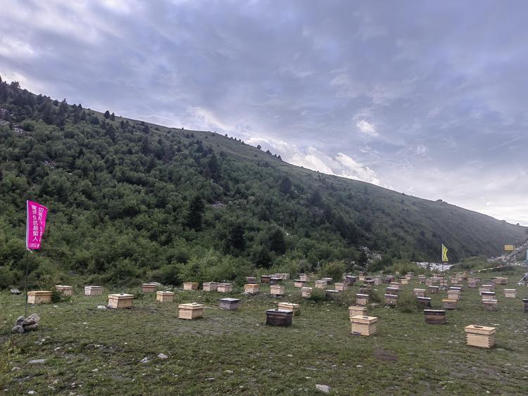川西甘孜塔公草原土蜂场