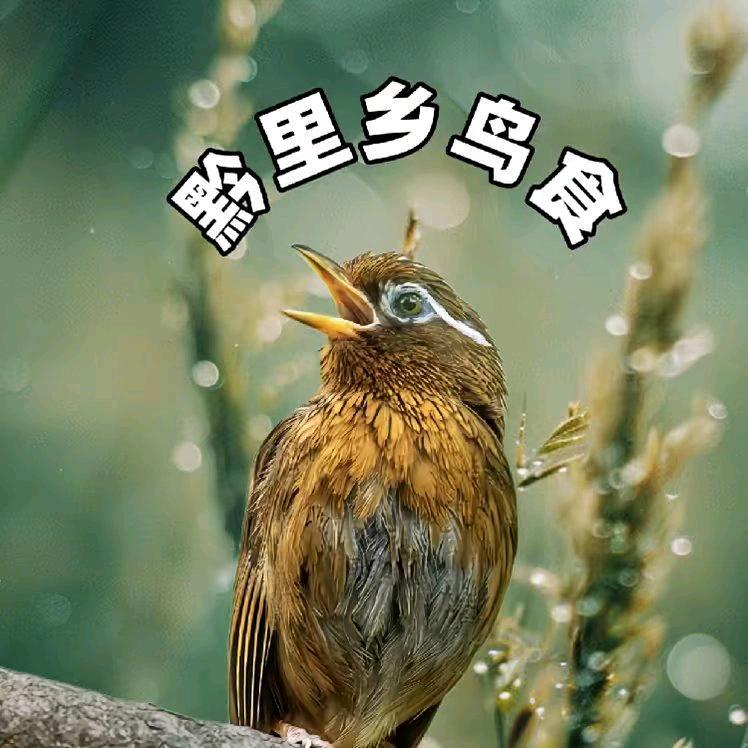 贵州黔里乡鸟食店