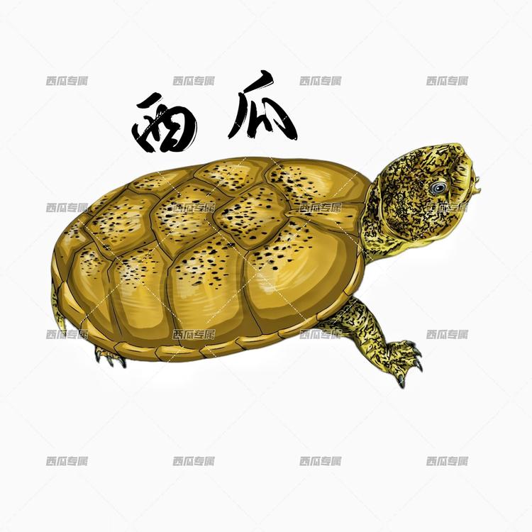 西瓜龟粮杂货店