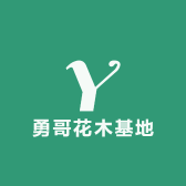 贵州勇哥花木基地