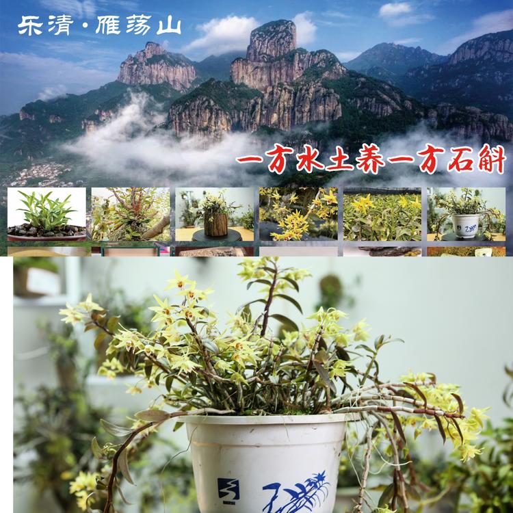 雁奉堂石斛滋补专卖店