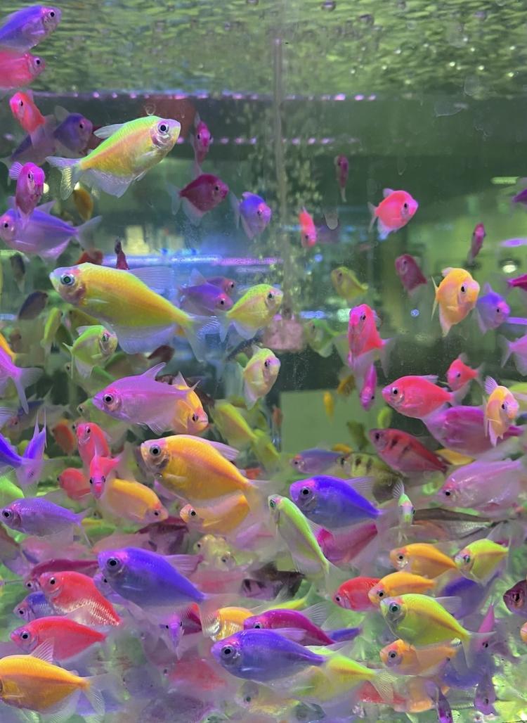 辉煌水族渔场