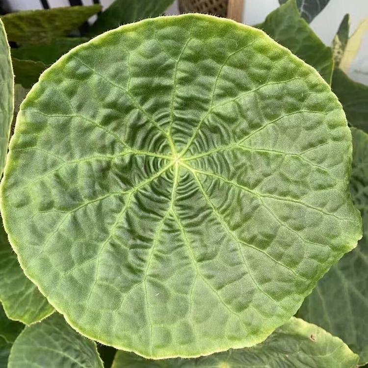 小小植玩家
