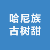 哈尼族古树甜茶