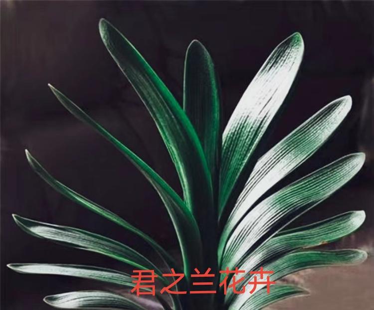 郑州市惠济区君之兰花卉商行个体店