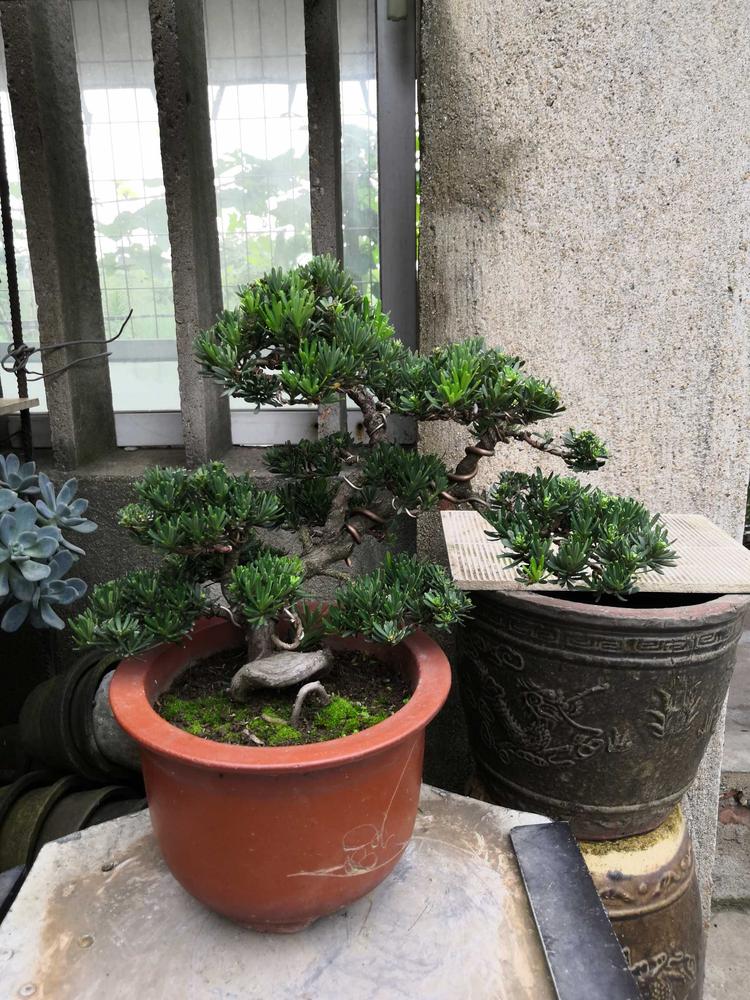 小米通雀