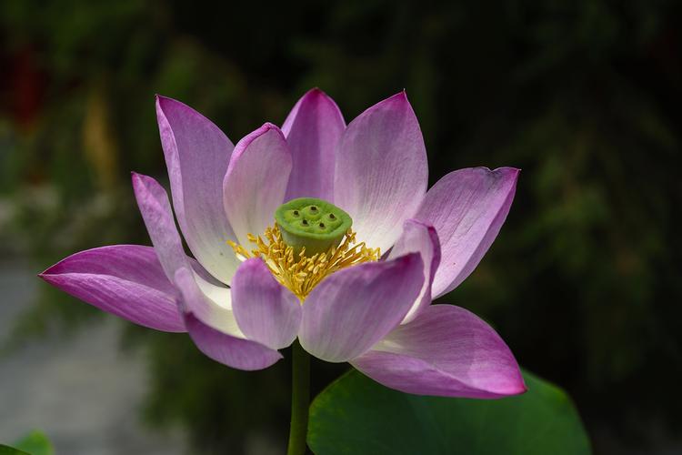 水华好物
