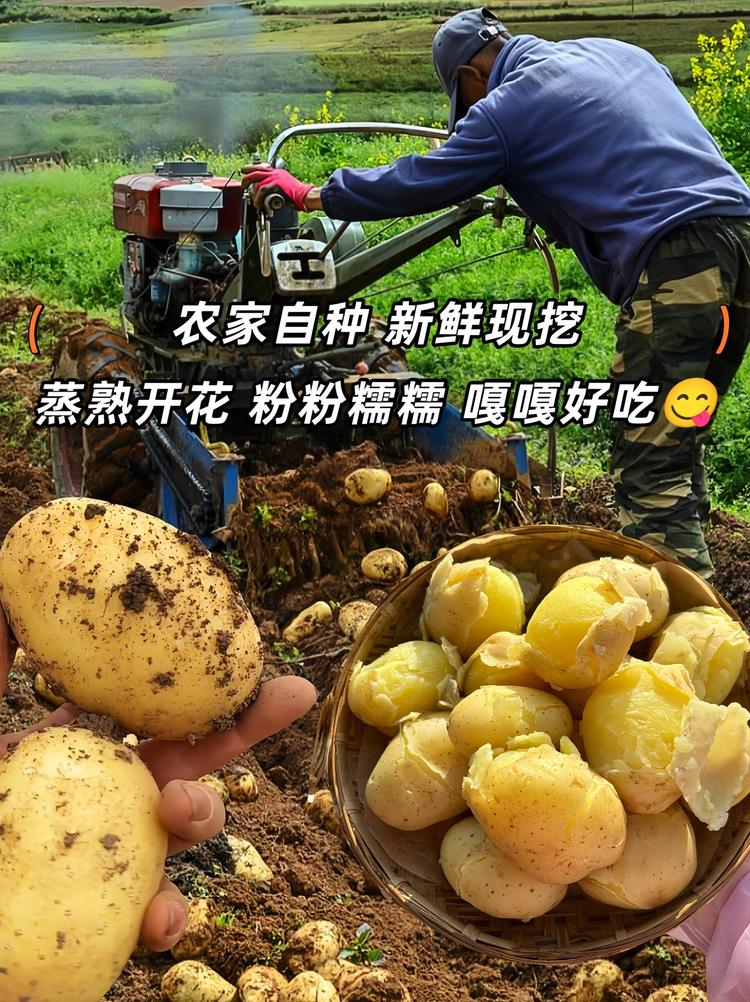 高山生鲜