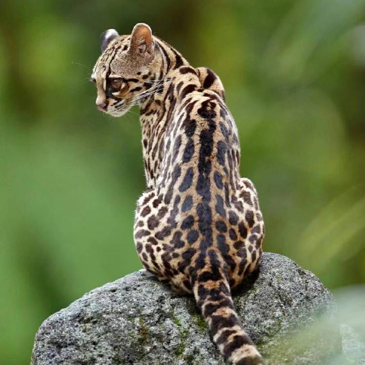 智慧森林部落企业店